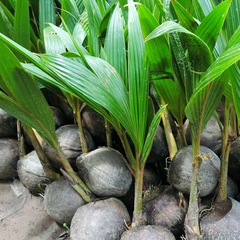 Cây dừa dâu