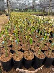 Cây sầu riêng Ri6