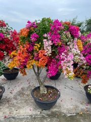 Cây hoa giấy