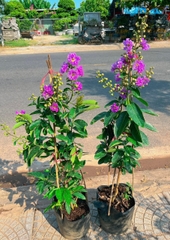 Cây Bằng Lăng Tím
