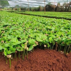 Hạt giống cà phê xanh lùn