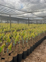 Cây sầu riêng Monthon