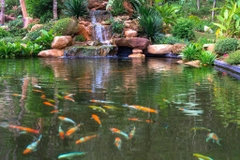 Khu nghỉ dưỡng Avana Retreat