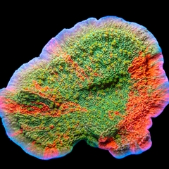 Grafted Montipora - San Hô SPS Cao Cấp Cho Reef Tank