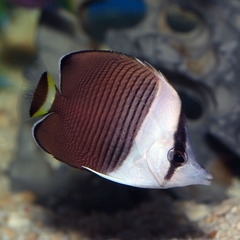 Cá Đào Mặt Trắng – White Face Butterflyfish (Chaetodon mesoleucos)
