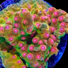 San hô sao băng Mai Tai - San Hô LPS Rực Rỡ Cho Bể Reef