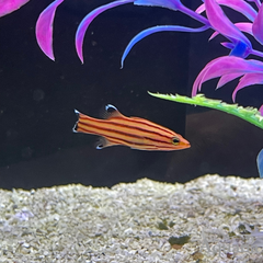 Swissguard Basslet - Cá Cảnh Biển Sọc Đỏ Vàng Lạ Mắt