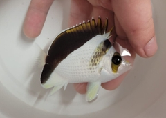 Cá Đào Lai Tinkeri – Tinkeri Butterflyfish Hybrid