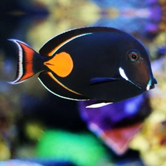 Achilles Tang – Biểu Tượng Sắc Màu Cho Bể Cá Biển