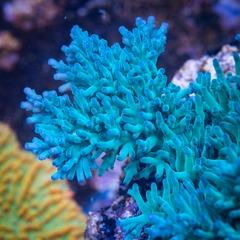 Acropora Sp. Hawkins Echinata - San hô cứng (SPS) cao cấp cho bể nuôi san hô | Aquatick.com.vn