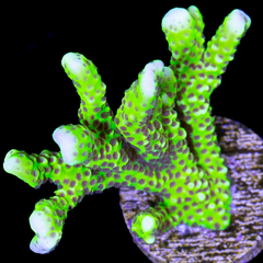 Anacropora Sp. Slimeball - San hô cứng (SPS) độc đáo cho bể nuôi san hô | Aquatick.com.vn