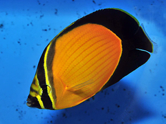 Cá Đào Ả Rập – Arabian Butterflyfish (Chaetodon melapterus)