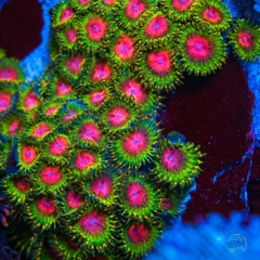 Awesome Blossom Zoanthids – San Hô Zoanthid Đặc Sắc Cho Bể Cá Biển