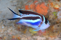 Cá Thiên Thần Bellus (Genicanthus bellus) - Cá Biển Đẹp Cho Bể Cảnh