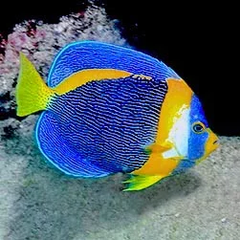 Cá Thiên Thần Scribbled (Scribbled Angelfish) - Cá Biển Sặc Sỡ Cho Bể Cảnh