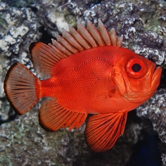 Bigeye Soldierfish – Cá lính mắt to màu đỏ rực, sống về đêm, hiền lành, phù hợp bể cá đá sống