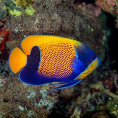 Cá Thiên Thần Yên Ngựa – Blue Girdled Angelfish: Màu Sắc Nổi Bật Và Dễ Chăm Sóc