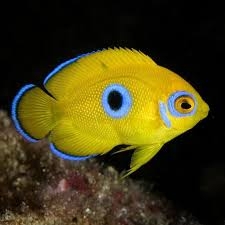 Blue Spot Lemonpeel Angelfish – Cá thiên thần lai vàng chanh đốm xanh, độc đáo & hiếm gặp, điểm nhấn đẳng cấp cho bể reef