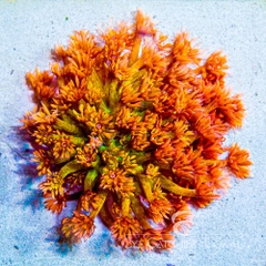 Amazeballs Goniopora – San Hô Goniopora LPS Đẹp Mắt Cho Bể Cá Biển