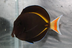 Cá Achilles Tang Lai (Achilles Tang Hybrid) - Loài cá cảnh biển quý hiếm, ấn tượng