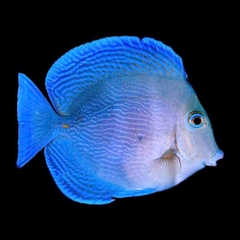 Cá Atlantic Blue Tang - Sắc Xanh Biển Đẹp Mắt Cho Hồ Cá Của Bạn