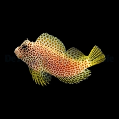 Cá Blenny Đốm (Exallias brevis) - Cá Cảnh Biển Độc Đáo