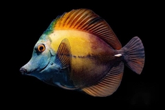 Cá Blue-Faced Koi Tang - Loài Cá Biển Quý Hiếm Và Đắt Đỏ