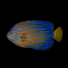 Cá Blue Line Angel Japan - Loài Cá Cảnh Biển Quý Hiếm Đến Từ Nhật Bản