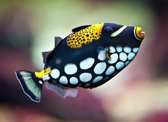 Cá Bò Bông Bi – Clown Triggerfish (Balistoides conspicillum)