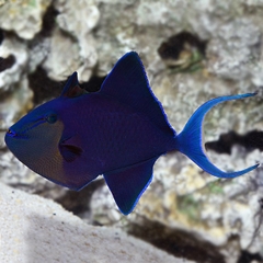 Cá Bò Đuôi Én – Blue Triggerfish (Odonus niger)