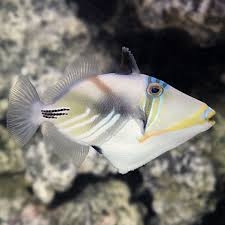 Cá Bò Picasso – Picasso Triggerfish (Rhinecanthus aculeatus)