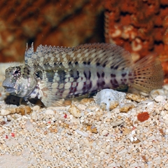 Cá Bống Ăn Rêu – Sailfin / Algae Blenny: “Máy Hút Rêu” Hiền Lành Cho Hồ San Hô
