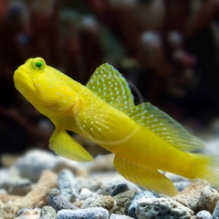 Cá Bống Tượng Tôm Vàng – Yellow Watchman Goby | Cá Cảnh Biển Sống Đôi Với Tôm, Không Ăn San Hô