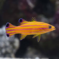 Cá Candy Basslet - Loài cá cảnh biển quý hiếm, ấn tượng