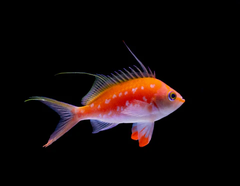 Cá Cherry Anthias - Loài cá cảnh biển rực rỡ, quý hiếm
