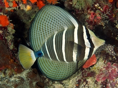 Cá Chim Dù – Sailfin Tang | Cá Cảnh Biển Không Ăn San Hô, Bơi Uyển Chuyển