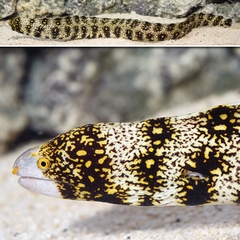 Cá Chình Tuyết (Snowflake Eel) - Loài cá cảnh biển độc đáo, ấn tượng