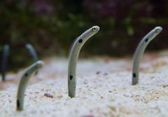 Cá Chình Vườn (Garden Eel) - Loài cá cảnh biển độc đáo, ấn tượng