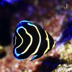 Cá Cortez Angelfish - Cá Thiên Thần Quý Hiếm Đến Từ Vùng Biển Cortez