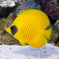 Cá Đào Biển Đỏ Semilarvatus (Semilarvatus Butterflyfish) - Loài cá cảnh biển quý hiếm, ấn tượng