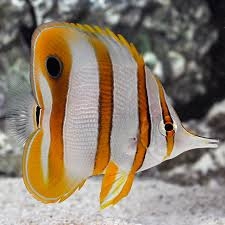 Cá Đào Học Trò – Copperband Butterflyfish (Chelmon rostratus)