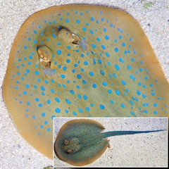 Cá Đuối Đốm Xanh (Blue Spot Stingray) - Loài cá cảnh biển quý hiếm, ấn tượng