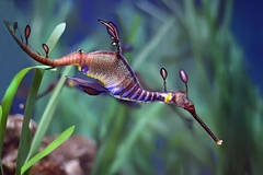 Cá Hải Long Cỏ (Weedy Sea Dragon) - Loài cá cảnh biển quý hiếm, ấn tượng