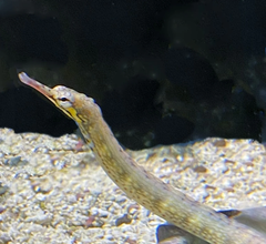 Cá Hải Long (Dragonface Pipefish) - Loài cá cảnh biển độc đáo, sang trọng