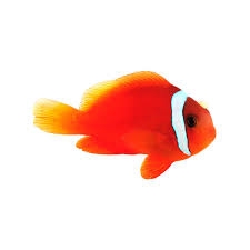 Cá Hề Cà Chua – Fiji Clownfish | Cá Cảnh Biển Dễ Nuôi, Màu Đỏ Cam Nổi Bật, Sống Tốt Với Hải Quỳ