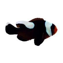 Cá Hề Ông Táo – Black Saddleback Clownfish: Cá Cảnh Biển Độc Đáo, Dễ Nuôi