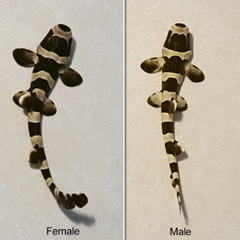 Cá Mập Mèo Sọc Đen (Black Banded Cat Shark) - Loài cá cảnh biển độc đáo, dành cho chuyên gia