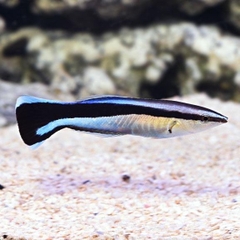 Cá Mó Bác Sĩ – Cleaner Wrasse: “Bác Sĩ” Làm Sạch Ký Sinh Cho Hồ Cá Biển