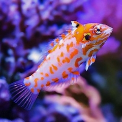 Cá Mó Leopard Jewel (Jewel Leopard Wrasse) - Loài cá cảnh biển quý hiếm, ấn tượng