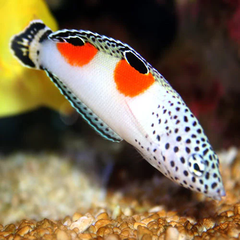 Cá Mó Mặt Trăng (Twin Spot Wrasse) - Loài Cá Biển Quý Hiếm Và Đẹp Mắt